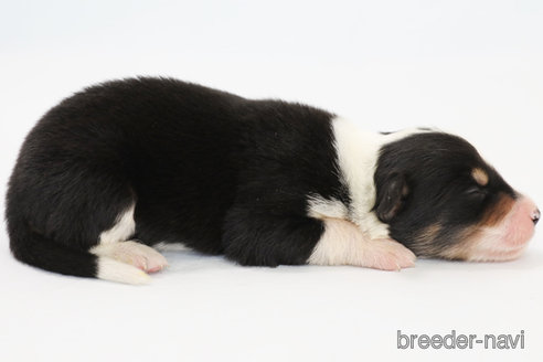 成約済の神奈川県のボーダーコリー-327376の4枚目